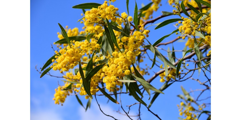 Gioielli per la festa della donna